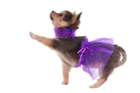 Funny Dressed Chihuahua marching with a paw upの写真素材