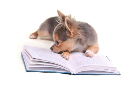 Thoughtful chihuahua puppy reading an interesting book isolated on white backgroundの写真素材
