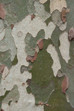 Camouflage pattern like Platanus (sycamore) tree barkの写真素材