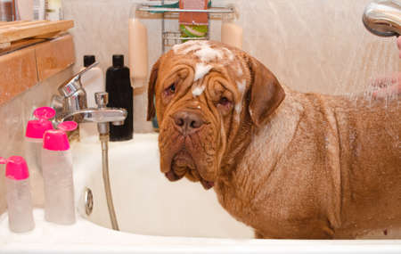 Cleaning the Dog of Dogue De Bordeax Breed in bath Close-up portrait.の写真素材