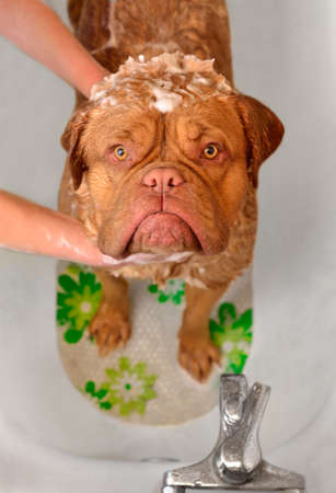 Cleaning the Dog of Dogue De Bordeax Breed in bath. Close-up portrait.の写真素材