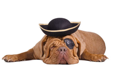 Sleeping dogue de bordeaux dressed as a caribbean pirate with eye patch and hatの写真素材