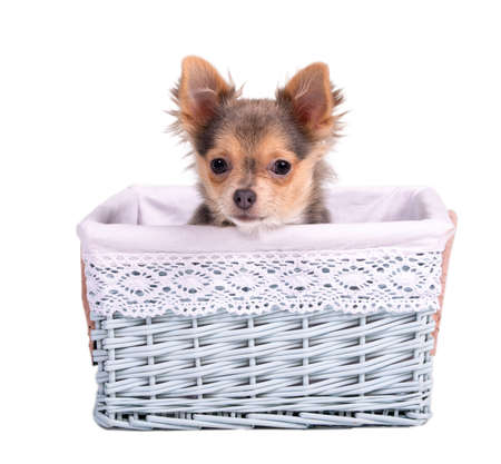 Cute male (boy) chihuahua puppy hiding in a blue basketの写真素材