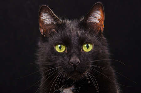 Portrait of black green-eyed kitten against black background isolatedの写真素材