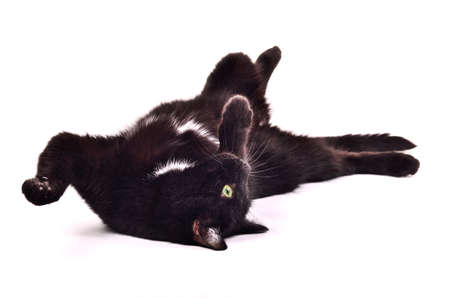 Black kitten playing lying on it's back upside down isolated on white backgroundの写真素材