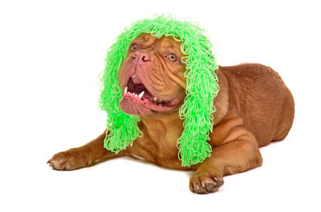 Cute dog wearing funny wig isolated on white backgroundの写真素材