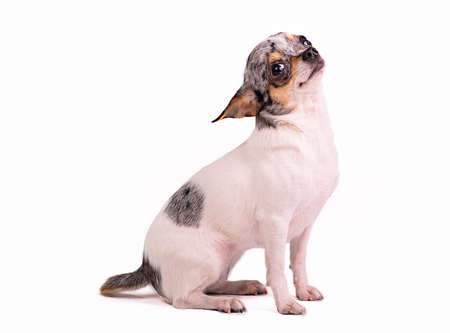 Chihuahua dog against white backgroundの写真素材