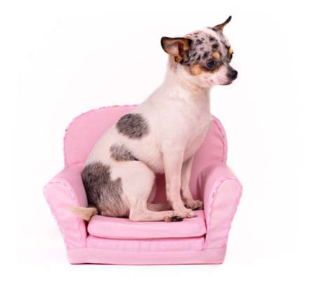 Chihuahua sitting in a pink armchair, studio shotの写真素材
