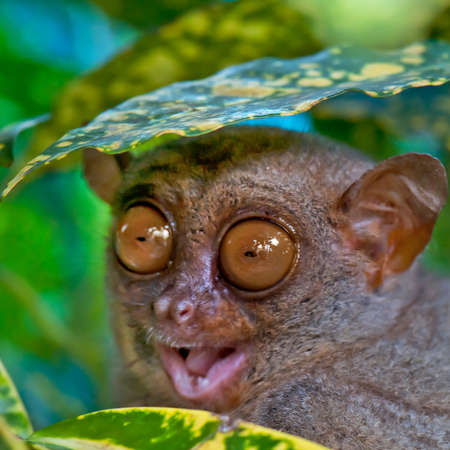 Close up of a Tarsier hiding under a leafの写真素材