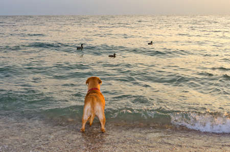 Dogue de bordeaux is looking at some birds in the seaの写真素材
