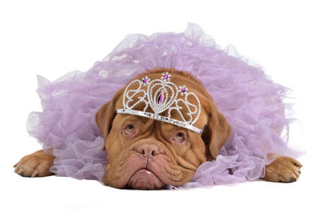 Royal dog with crown isolatedの写真素材