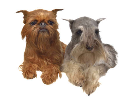 Lying griffon and schnauzer dogs above white banner isolatedの写真素材