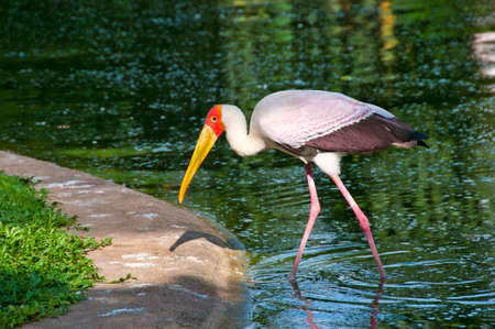 Yellow-billed stork standing in the water - Mycteria ibisの写真素材