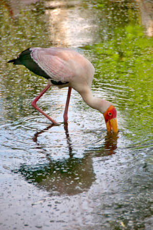 Mysteria Ibis looking for food in the waterの写真素材