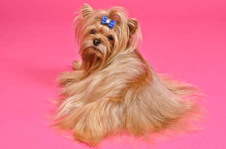 Yorkshire terrier lying against pink backgroundの写真素材