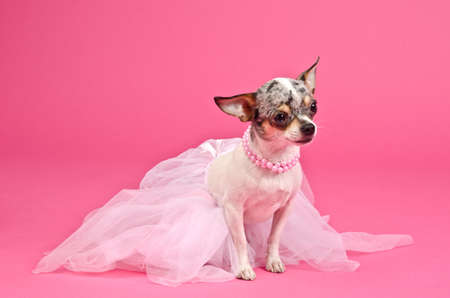 Elegant dog wearing fluffy dress and pink neckwearの写真素材