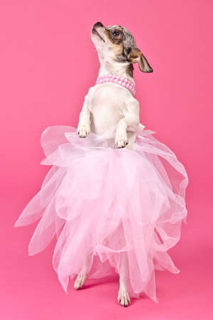 Chihuahua ballerina dancing, against pink backgroundの写真素材