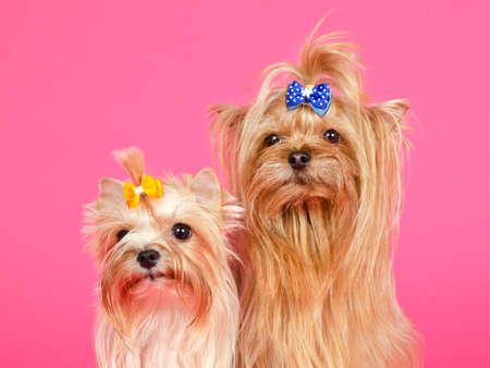 A couple of Yorkshire Terriers isolated portraitの写真素材