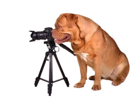 Dog photographer with camera placed on tripodの写真素材