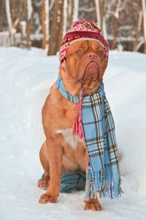 Funny dog wearing winter clothingの写真素材