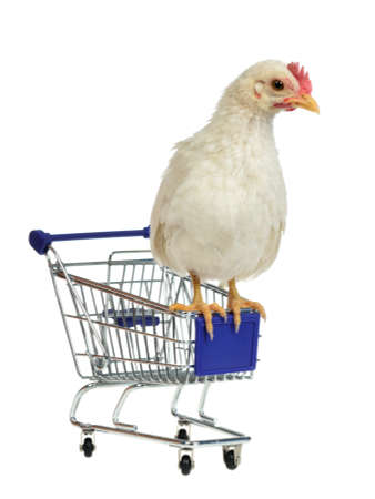 Chicken sits on shopping cart, isolated on white backgroundの写真素材
