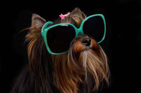 Dog with sun glasses against black backgroundの写真素材