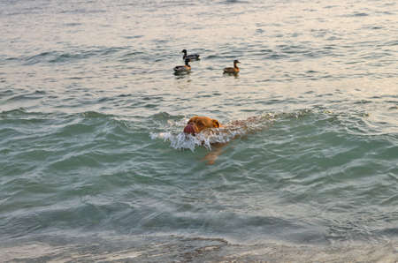 Dog is swimming in the sea with duck birdsの写真素材