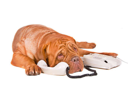 Long Phonecall of a Sad Dog Long Phonecall of a Sad Dog