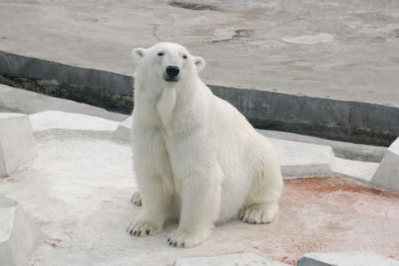 Polar white bear sittingの写真素材