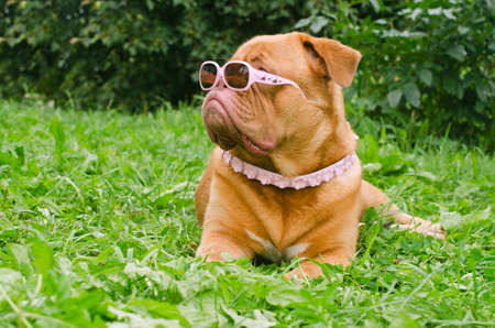 Serious dog of Dogue De Bordeaux breed wearing pink glasses and collar, lying in the summer gardenの写真素材