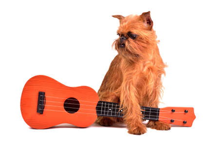Dog with guitar, studio shotの写真素材