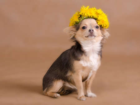 Portrait of a chihuahua puppy wearing wreath of dandelions, studio shotの写真素材