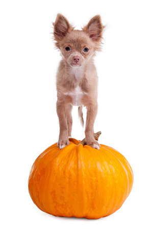 Chihuahua puppy is standing on a pumpkinの写真素材