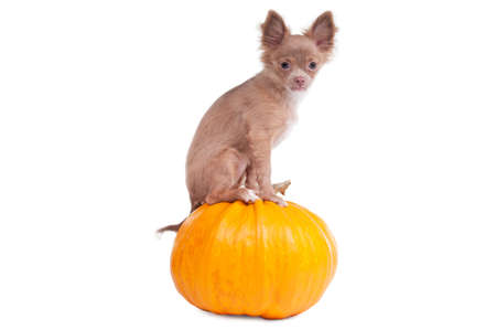 Chihuahua puppy sitting on a pumpkin and looking asideの写真素材