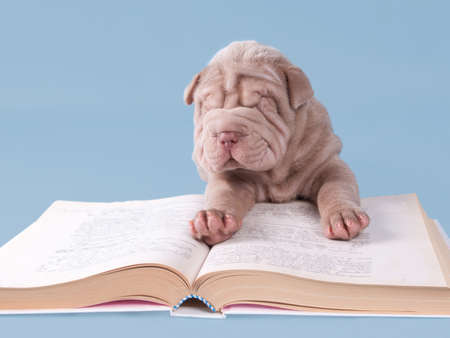 Sharpei puppy is reading a book isolated on blue background.の写真素材