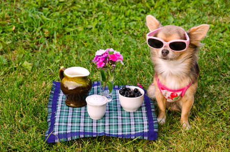 Little chihuahua dog wearing pink t-shirt relaxing in meadow picnicの写真素材