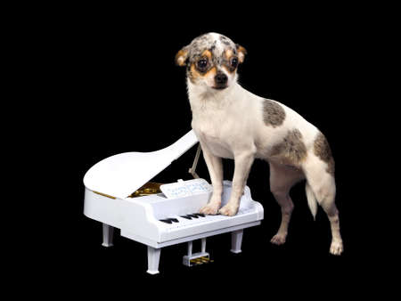 Chihuahua is playing on a white piano, isolated on black backgroundの写真素材