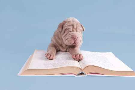 Shar-pei puppy is reading a fairytale.の写真素材