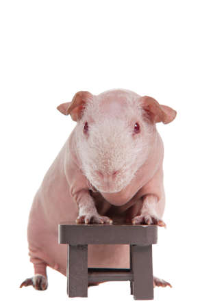 Bald guinea pig stepped on a toy chairの写真素材
