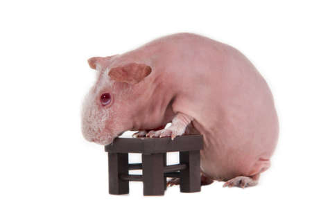 Red eyed guinea pig is sniffing a toy tableの写真素材