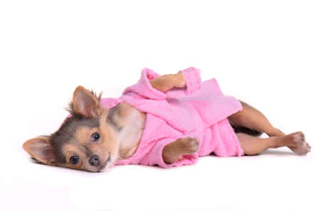Relaxing chihuahua puppy after the bath wearing bathrobe and slippers, isolated on white backgroundの写真素材