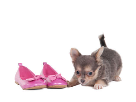 Tricolor coloured chihuahua puppy is playing with pink shoesの写真素材