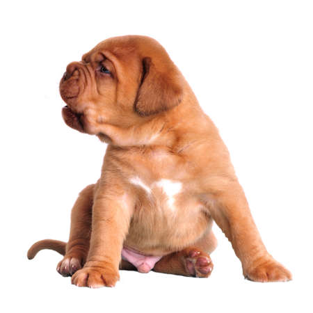 Cute puppy sitting isolatedの写真素材