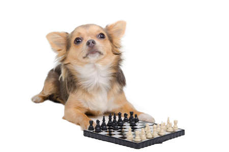 Chihuahua grand master playing chessの写真素材