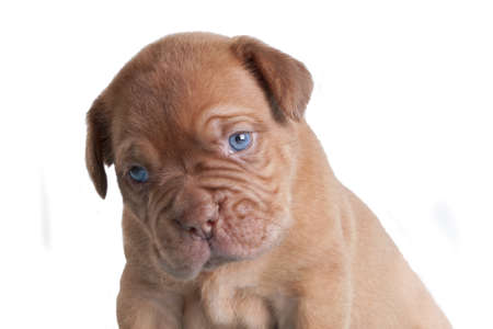 French Mastiff isolated portraitの写真素材
