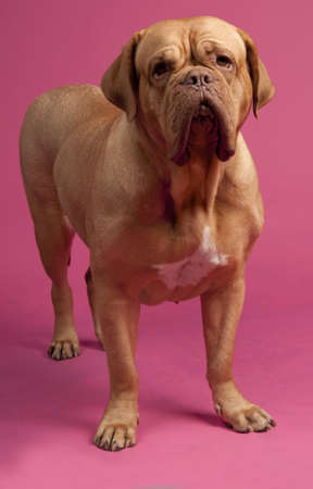 French Mastiff standing against pink backgroundの写真素材