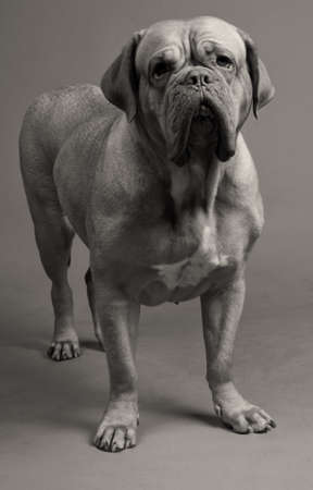 Black-and-white photo of Dogue De Bordeaux standingの写真素材