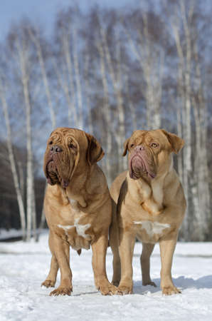 Two Dogues De Bordeaux in winter birch parkの写真素材
