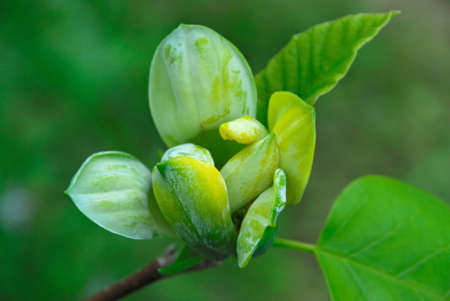 Magnolia flower tree in early spring, close upの写真素材