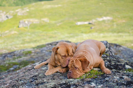 Two dogs lying on stones in the mountains, Norwayの写真素材